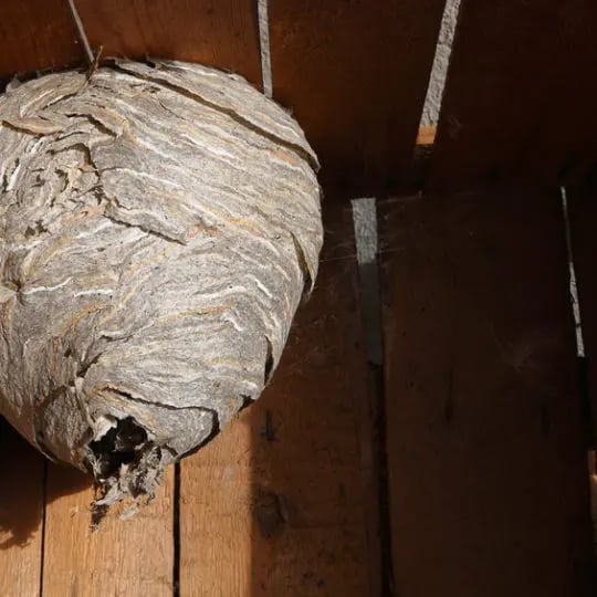 Hornet's nest