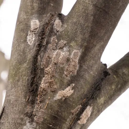 Spotted Lanternfly (Lycorma delicatula) egg masses
