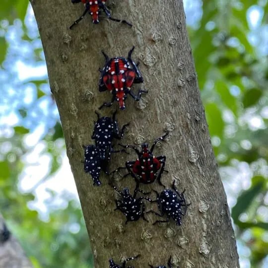 how to get rid of spotted lanternflies
