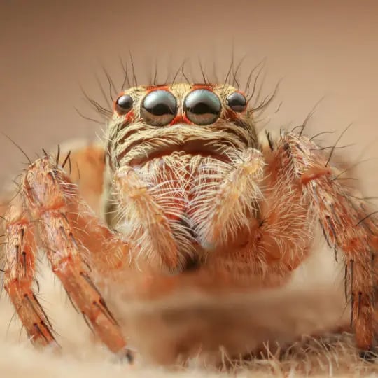Jumping spider