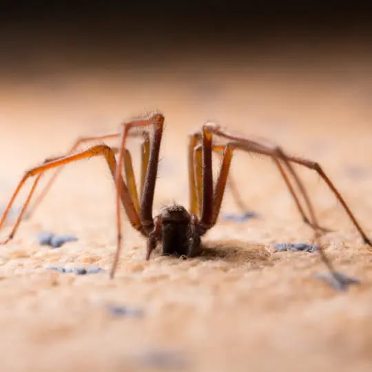 Keep Spiders out of the Basement