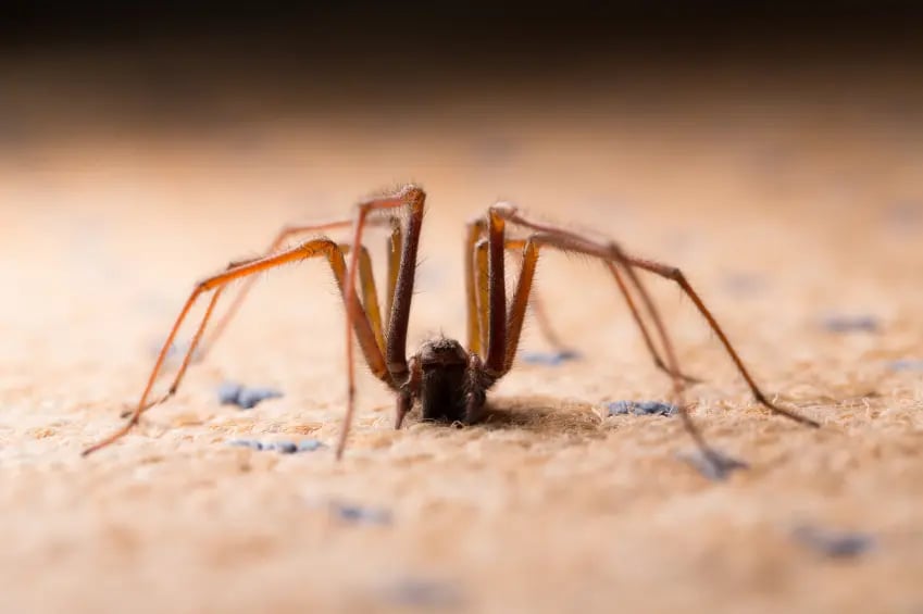 Keep Spiders out of the Basement