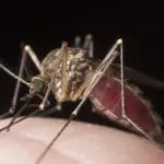 Mosquito