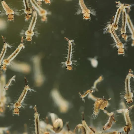 Mosquito larva in water.