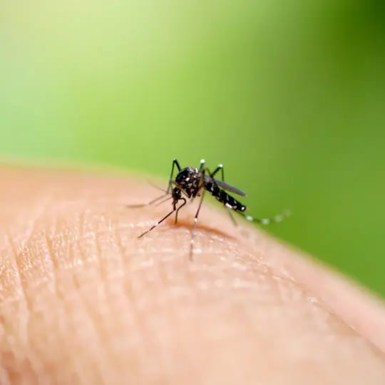 Aedes mosquito sucking blood