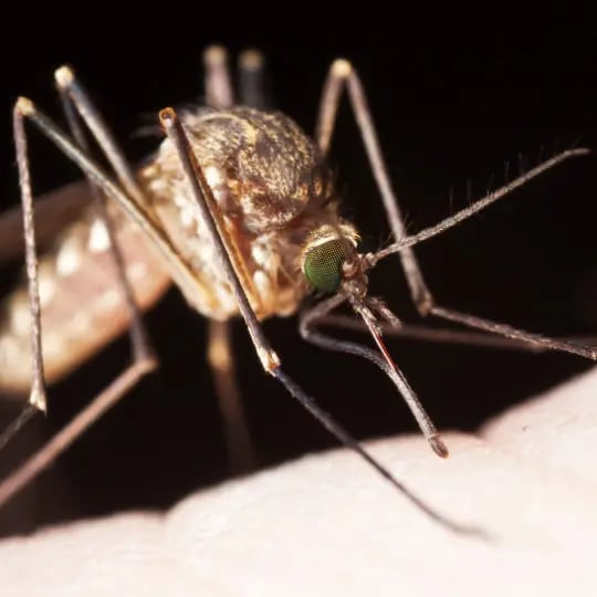 Mosquito sucking blood
