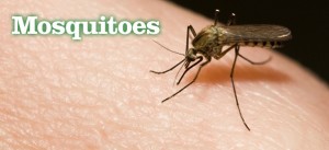 Mosquitoes