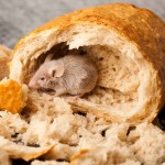 Mouse eating bread