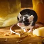 Mouse in house