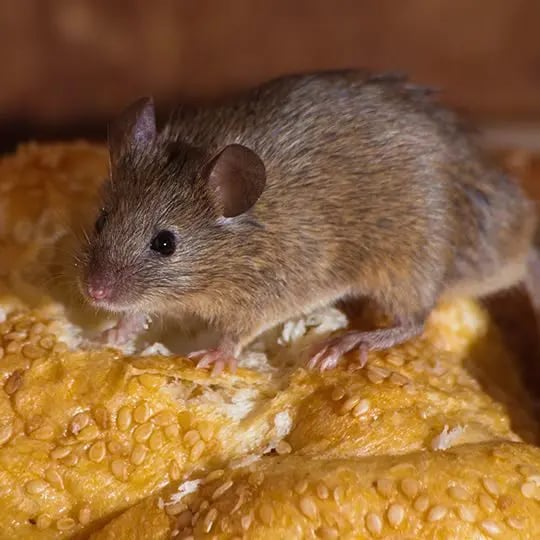How to get rid of mice in your home Green Pest Solutions