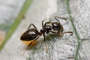 Odourous House Ant