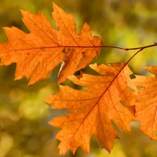 Fall leaves