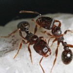 Pavement Ants