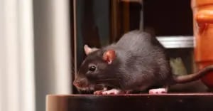 rat in kitchen