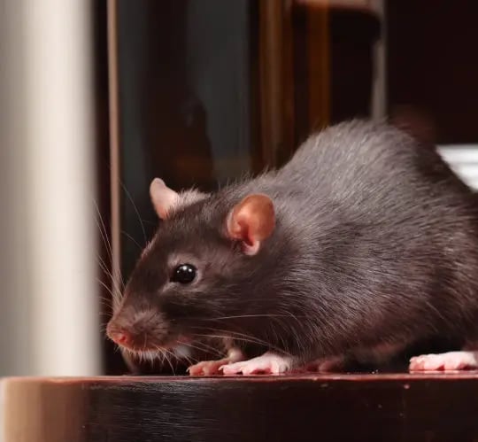 rat in kitchen