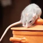 Rat in home
