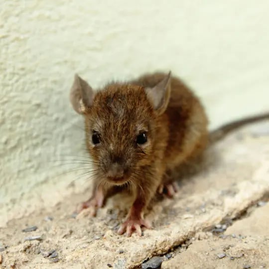 Rat in the house