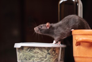 Norway rat in kitchen