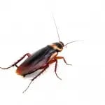 Cockroach