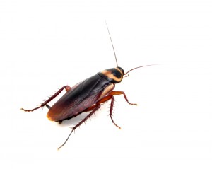 Roach Infestation during Bus Ride