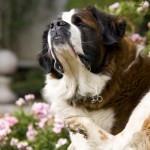 Saint Bernard with fleas
