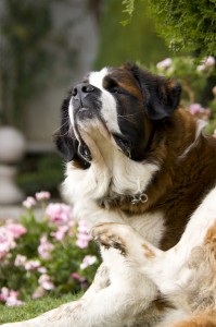 Saint Bernard and Fleas