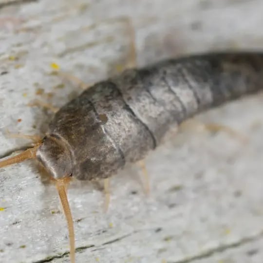 Silverfish sitting on wood