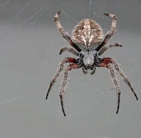Spider on web