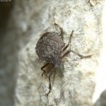 Stink Bug