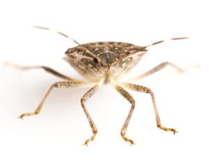 Stink Bugs: They're Baaaack!