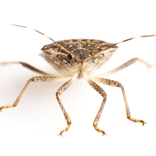 Stink Bugs: They're Baaaack!