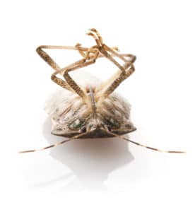 Stink Bugs - How to Remove Stink Bugs Without Squishing Them
