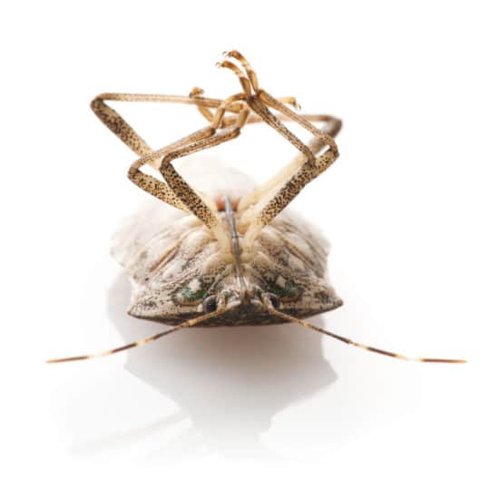 Stink Bugs - How to Remove Stink Bugs Without Squishing Them