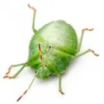 Stink Bug