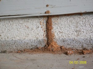 Wood Damage caused by Termites