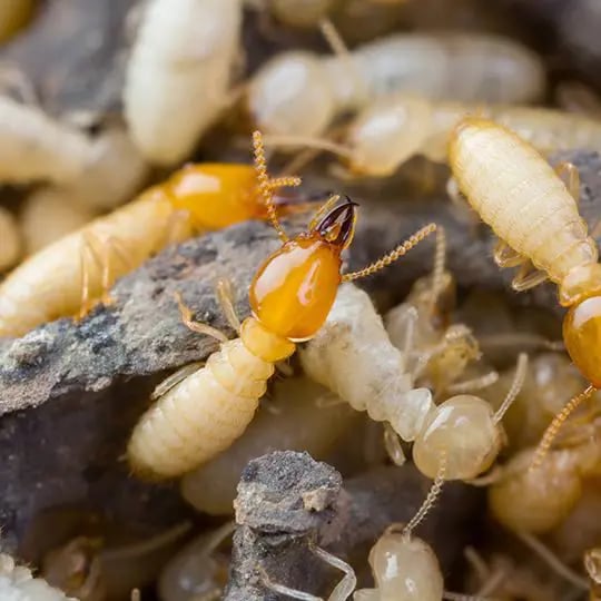 Termite colony
