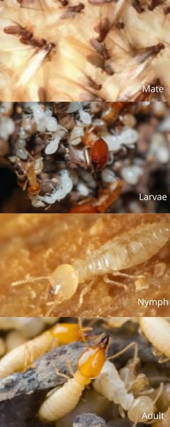 termite lifecycle