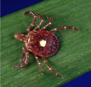 Tick Bite May Cause Red Meat Allergy