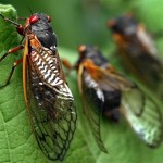 Cicadas