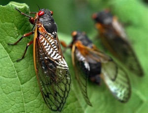 Veiny 17-year Cicada