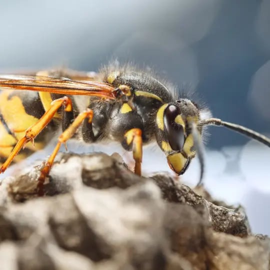 Fascinating facts about wasps