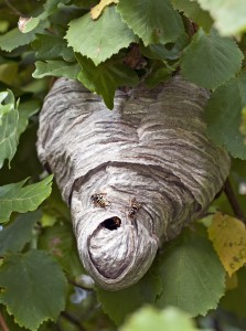 real wasp house, out in the open, among green leaves