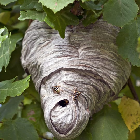 wasp nest