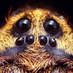 Wolf Spider