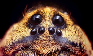 Wolf spiders are very common in Pennsylvania