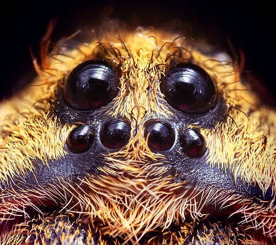 Wolf spider