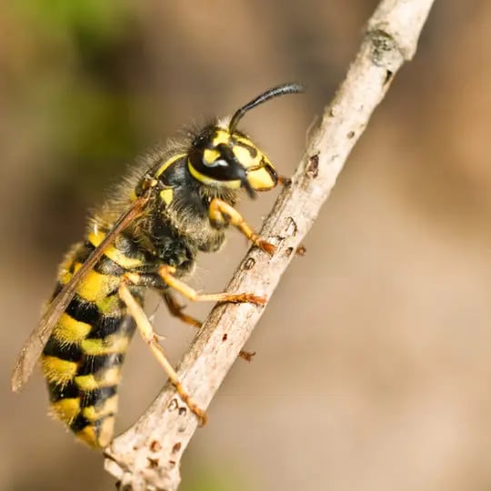 Yellow Jacket