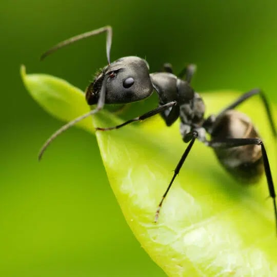 What Are Those Big Black Ants?