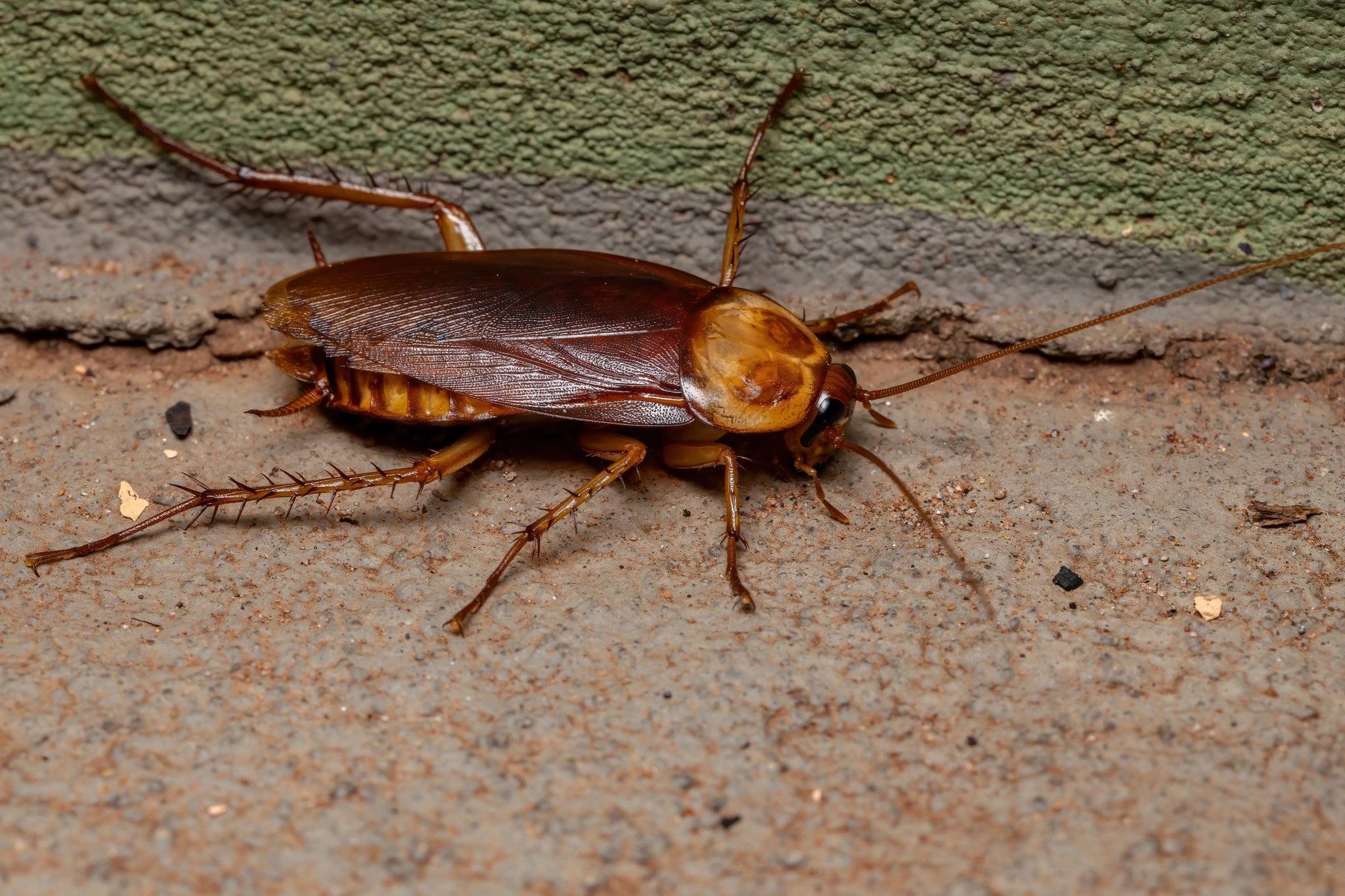 Types of Cockroaches in PA: Adult American Cockroach