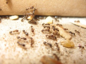 Carpenter Ants finding their Nest!